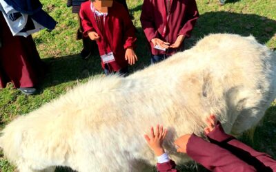 A la rencontre des animaux de la ferme 🐐